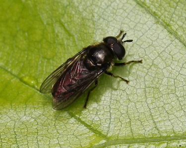 Pipizella viduata, hoverfly, male, Alan Prowse